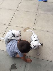 Dalmatian Puppies Puppies For Adoption