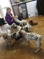 Delightful Dalmatian Puppies for sale