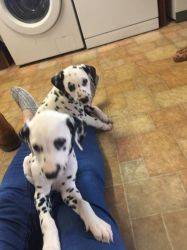 playful Dalmatian Puppies for sale