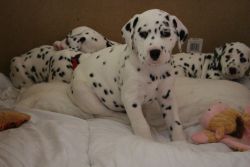 KC Dalmatian puppies Puppies for Adoption