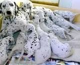 Beautiful Dalmatian Puppies for sale