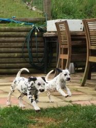 Stunning Dalmatian puppies for sale