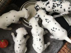 Nice Dalmatian Puppies for sale