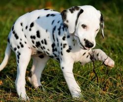 Quality Dalmatian Puppies For Sale. Text (xxx) xxx-xxx8