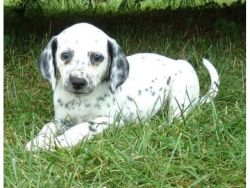 Dalmatian puppies with good personalities