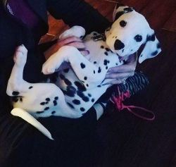 Cute Dalmatian Puppies For Sale