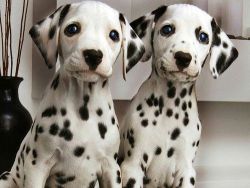 Top Quality Dalmatian Puppies. Text (xxx) xxx-xxx7