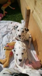 Dalmatian Puppies