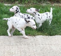 Stunning Pedigree Dalmatian Puppies ready for sale