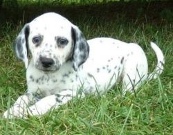 Black And White Dalmatian Puppies For Sale
