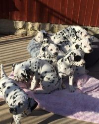 Dalmatian puppies Available Now