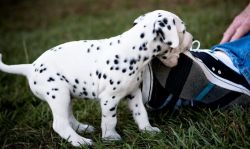 Adorable Dalmatian Puppies For Sale