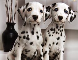 excellent Dalmatian puppies reeady now