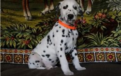 Affectionate Dalmatian puppies Available