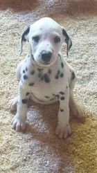 Dalmatian Puppies Kc Registered