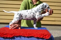 Lovely AKC Dalmatian puppies for sale