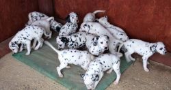 Stunning AKc Reg Full Pedigree Dalmatians Pups