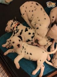 Gorgeous Dalmatian Puppies for sale