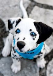 Male and female Dalmatian puppies