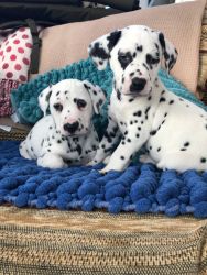 AKC registered Dalmatian puppies