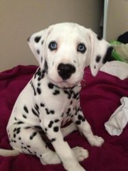 Very cute and lovable Dalmatian puppies