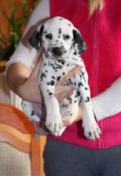 Absolutely amazing Dalmatian puppies