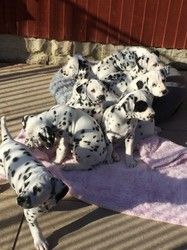 Beautiful Dalmatian Puppies