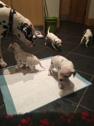 Adorable Dalmatian Puppies for sale