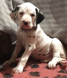 Dalmation Puppies For Sale.