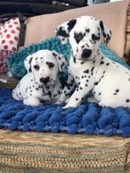 Dalmatian Puppies available