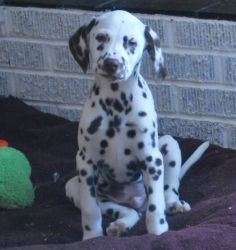 Dalmatian Male pup, Purebred registered