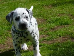 Dalmatian puppies Puppies for Adoption