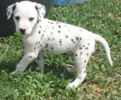 Outstanding Dalmatian Puppies