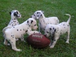 Lovely and cute looking Dalmatian puppies