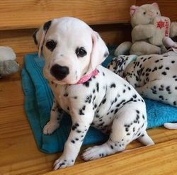 Dalmatian puppies available.