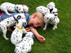 Dalmatian male and female puppies