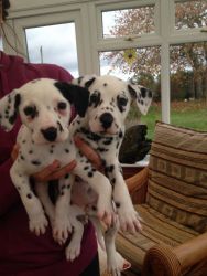 Beautiful litter of Dalmatian puppies for adoption