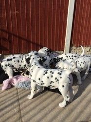 Dalmatian Puppies available Black and liver spotted