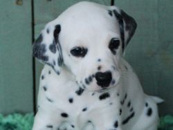 Beautiful Dalmatian Girl Puppy