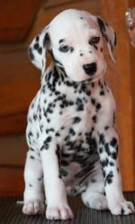 Astonished Dalmatian puppies for sale