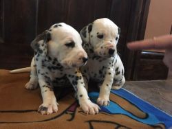 Registered Dalmatian Puppies For Adoption