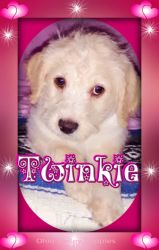 Twinkie female Dal-a-poo 250.00