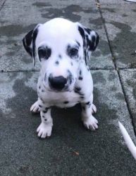 Dalmatian Pup Full Hearing