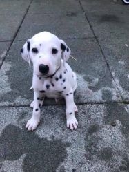 Dalmatian Pups