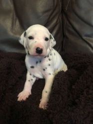 Absolutely Stunning Dalmatian Puppies Kc Reg, Baer