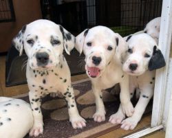 Kc Reg Dalmatian Puppies Born 14th June