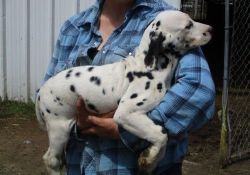 Full blooded Dalmatian puppies