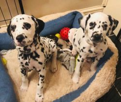 Beautiful Dalmatian Pups For Sale