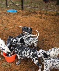 Affectionate Dalmatian puppies available