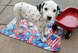 For Sale.. Dalmatian puppies AKC registered